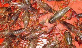 小龙虾养殖爆料视频播放,爆款视频背后的养殖奥秘